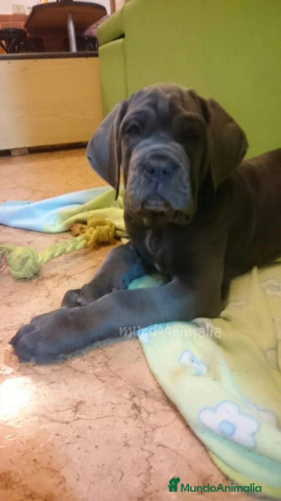 Imagen de galería {{count}}