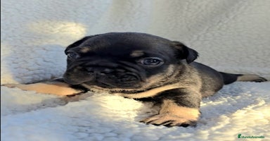 Bulldog Francés perros - Anuncio 16