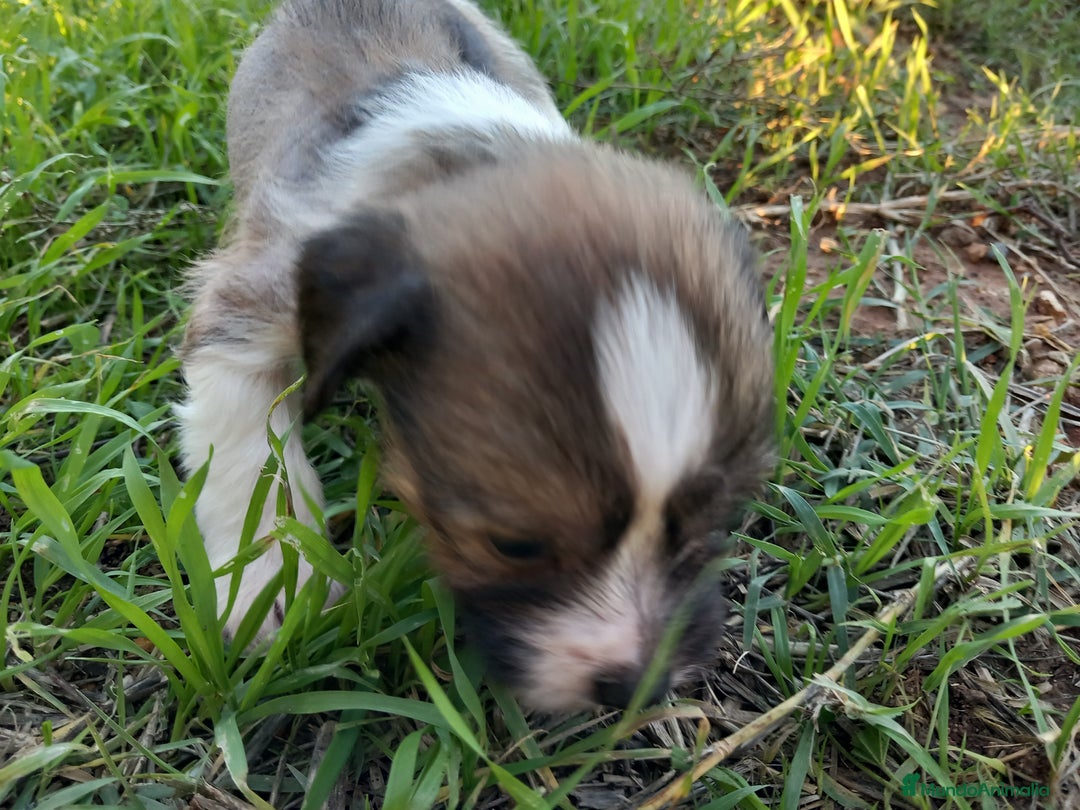 Perro Crestado Chino perros en venta: Cachorros Crestado Chino. - Anuncio 1