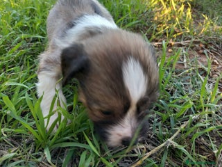 Perro Crestado Chino perros Cachorros Crestado Chino. - Anuncio 1