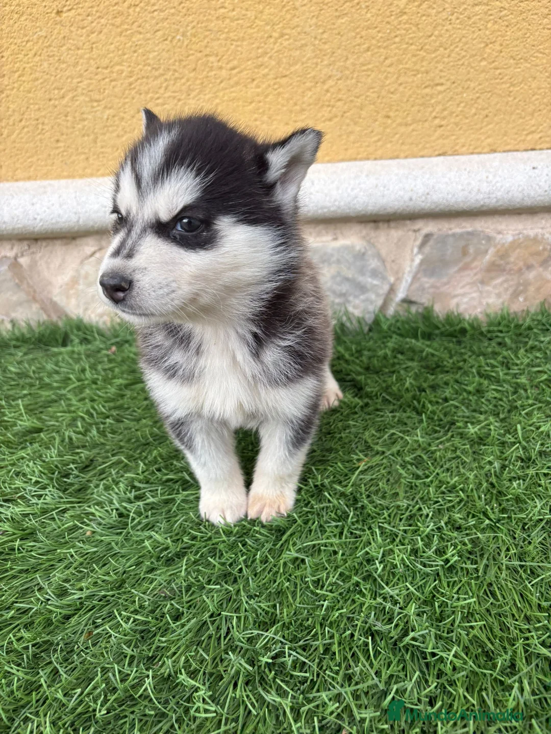 Husky Siberiano perros en venta: Husky siberiano hembra  - Anuncio 10
