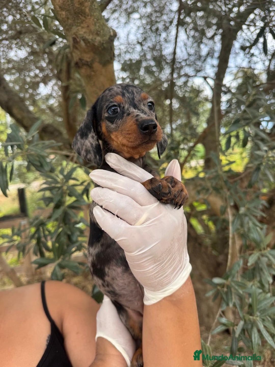 Teckel Miniatura perros en venta: Teckel mini  - Imagen 1