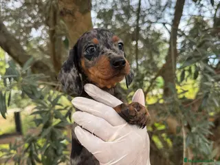 Teckel Miniatura perros Teckel mini - Anuncio 38