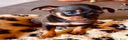 Pinscher Miniatura perros en venta: Pinscher miniatura - Anuncio 4