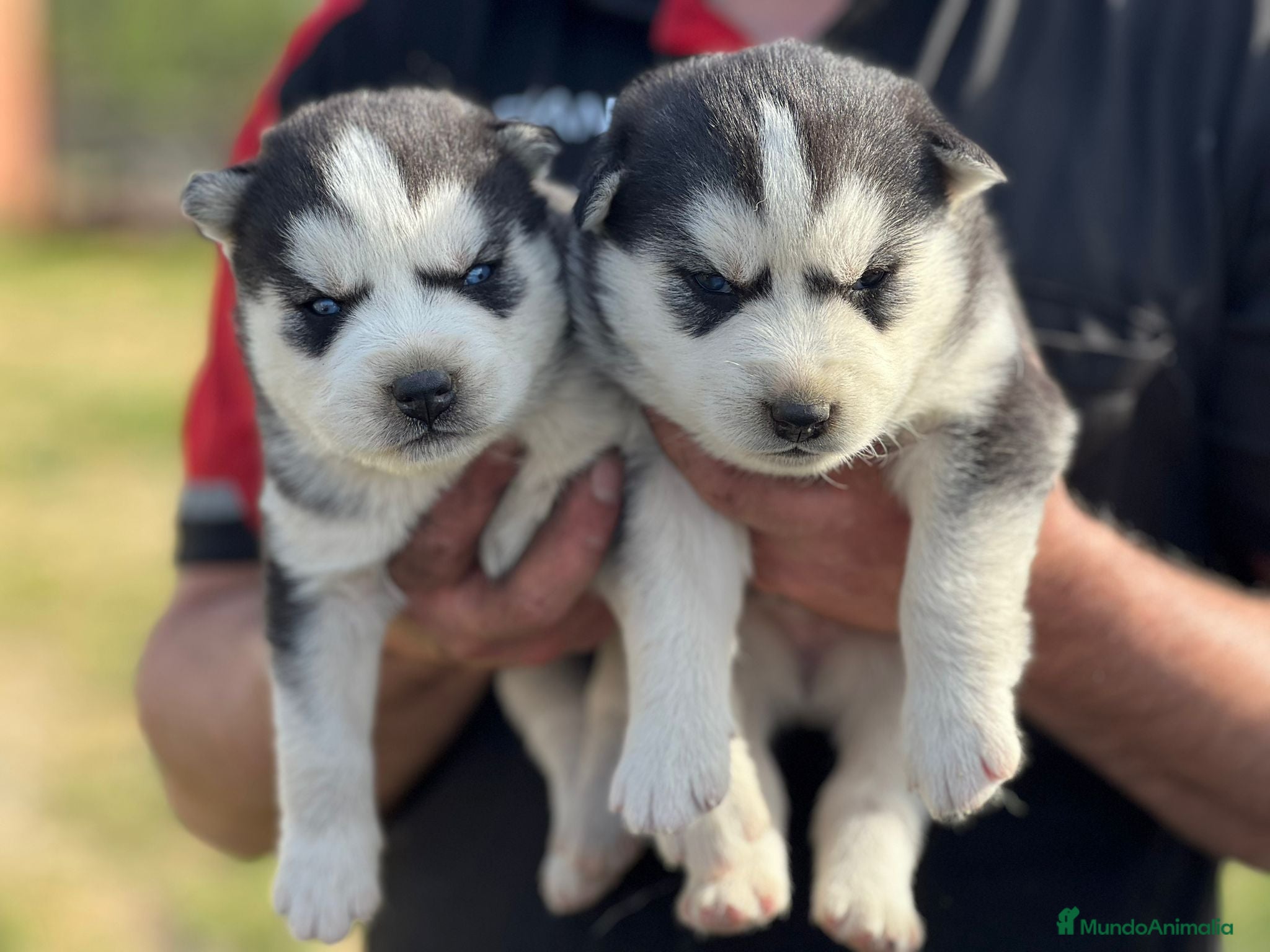 Husky Siberiano perros HUSKY SIBERIANO 🐾 - Anuncio 1