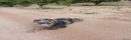 Perro de Agua Español perros en venta: PERRO DE AGUA ESPAÑOL - Anuncio 3