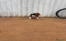 Basset Hound perros en venta: Basset hound último macho - Anuncio 7