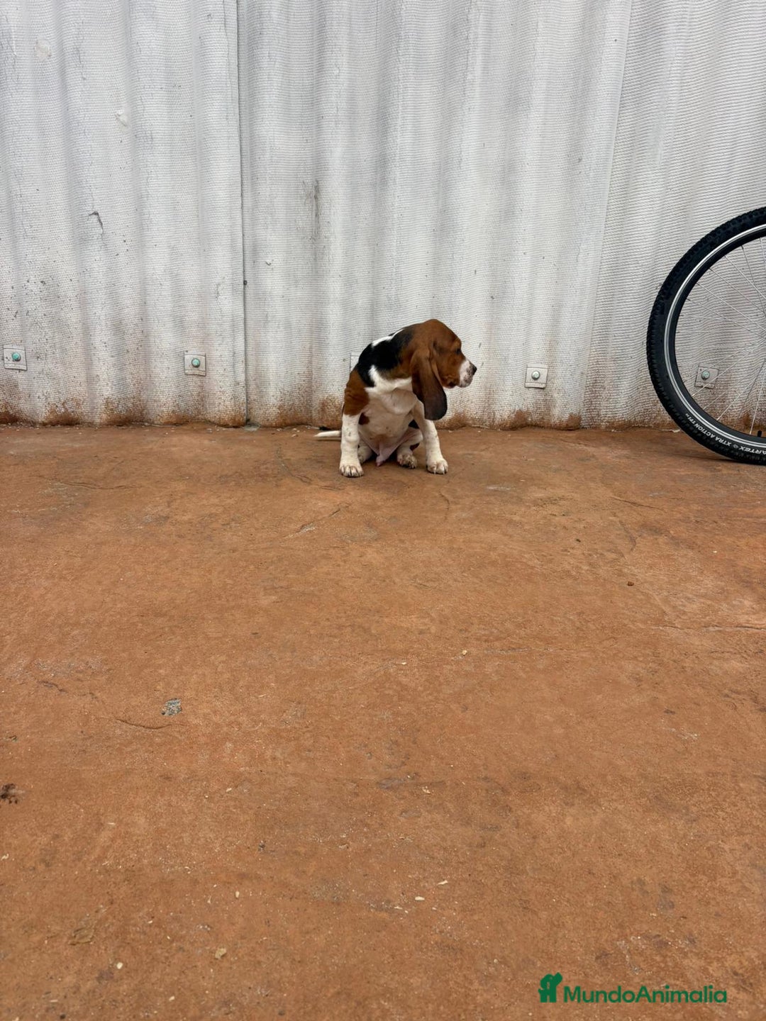 Basset Hound perros en venta: Basset hound último macho - Anuncio 7