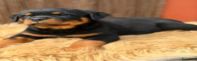 Rottweiler Cachorro 1