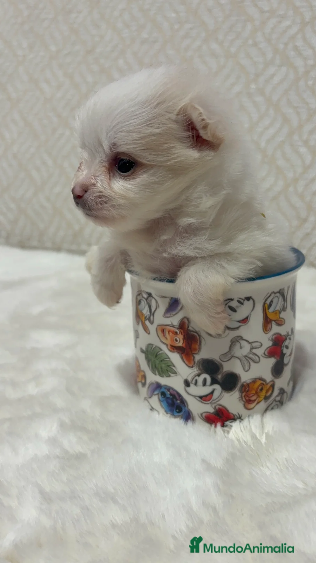 Pomerania perros en venta: Lulu Pomerania Toy hembra naranja blanca  - Anuncio 4