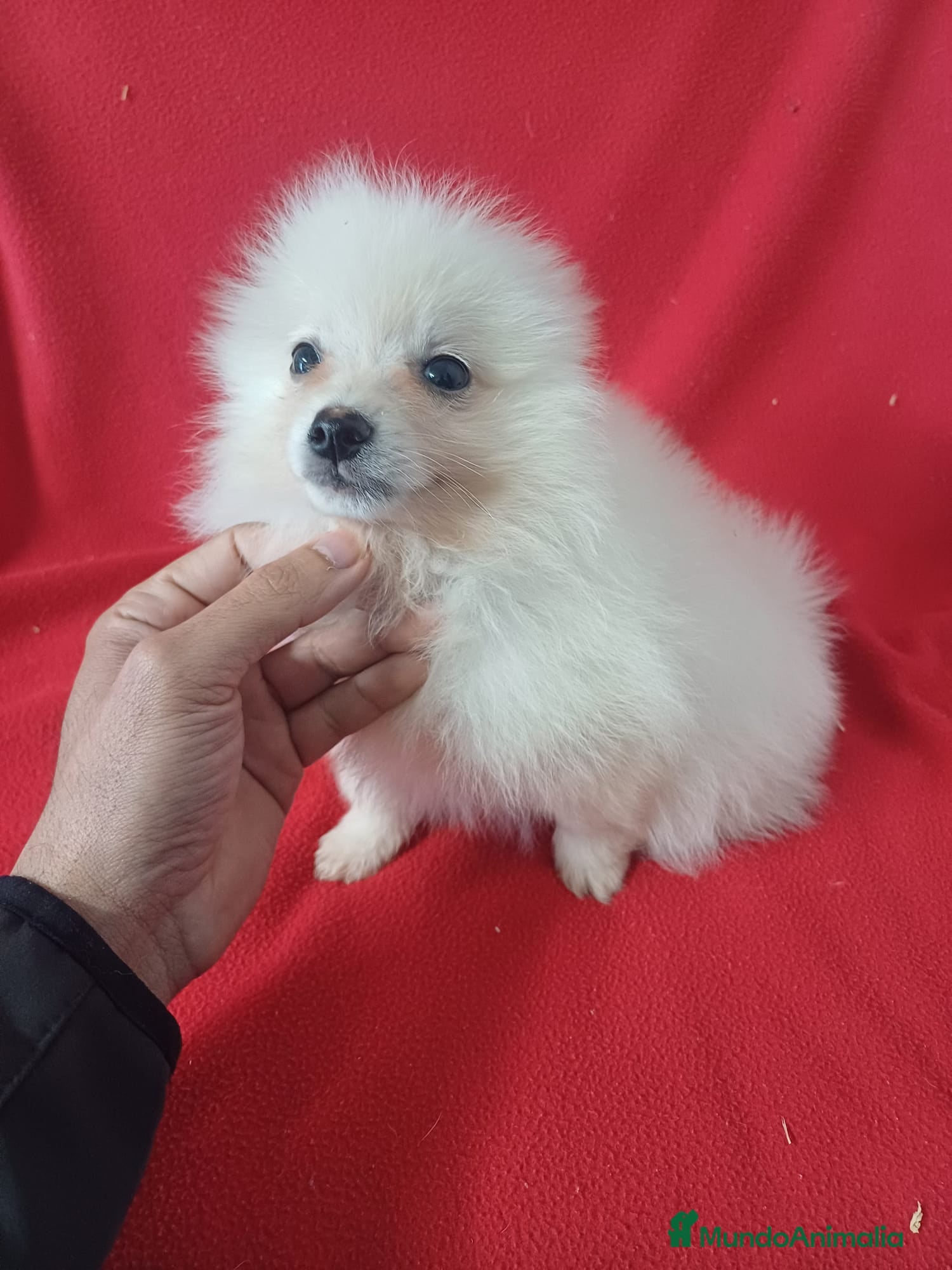 Pomerania perros Pomerania  - Anuncio 17
