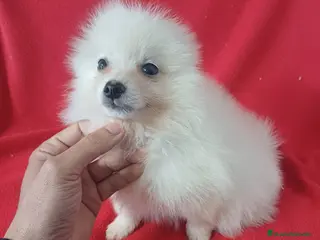 Pomerania perros Pomerania - Anuncio 17