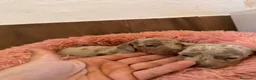 Teckel Miniatura perros en venta: teckel arlequin isabela  - Anuncio 7