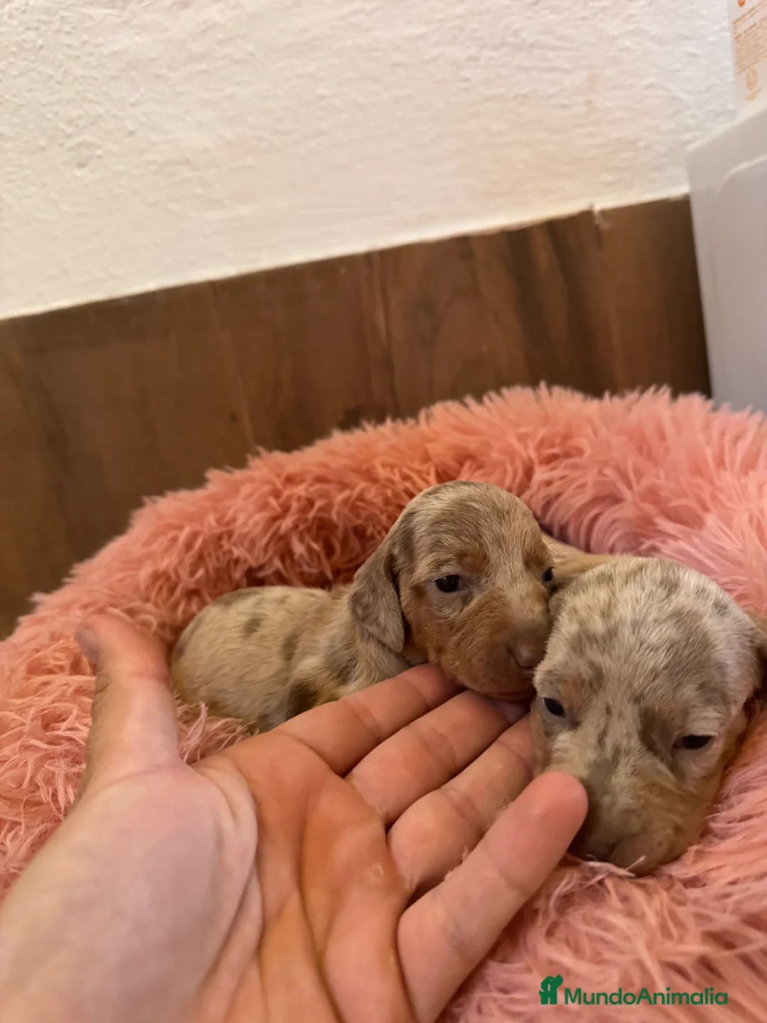 Teckel Miniatura perros en venta: teckel arlequin isabela  - Anuncio 7