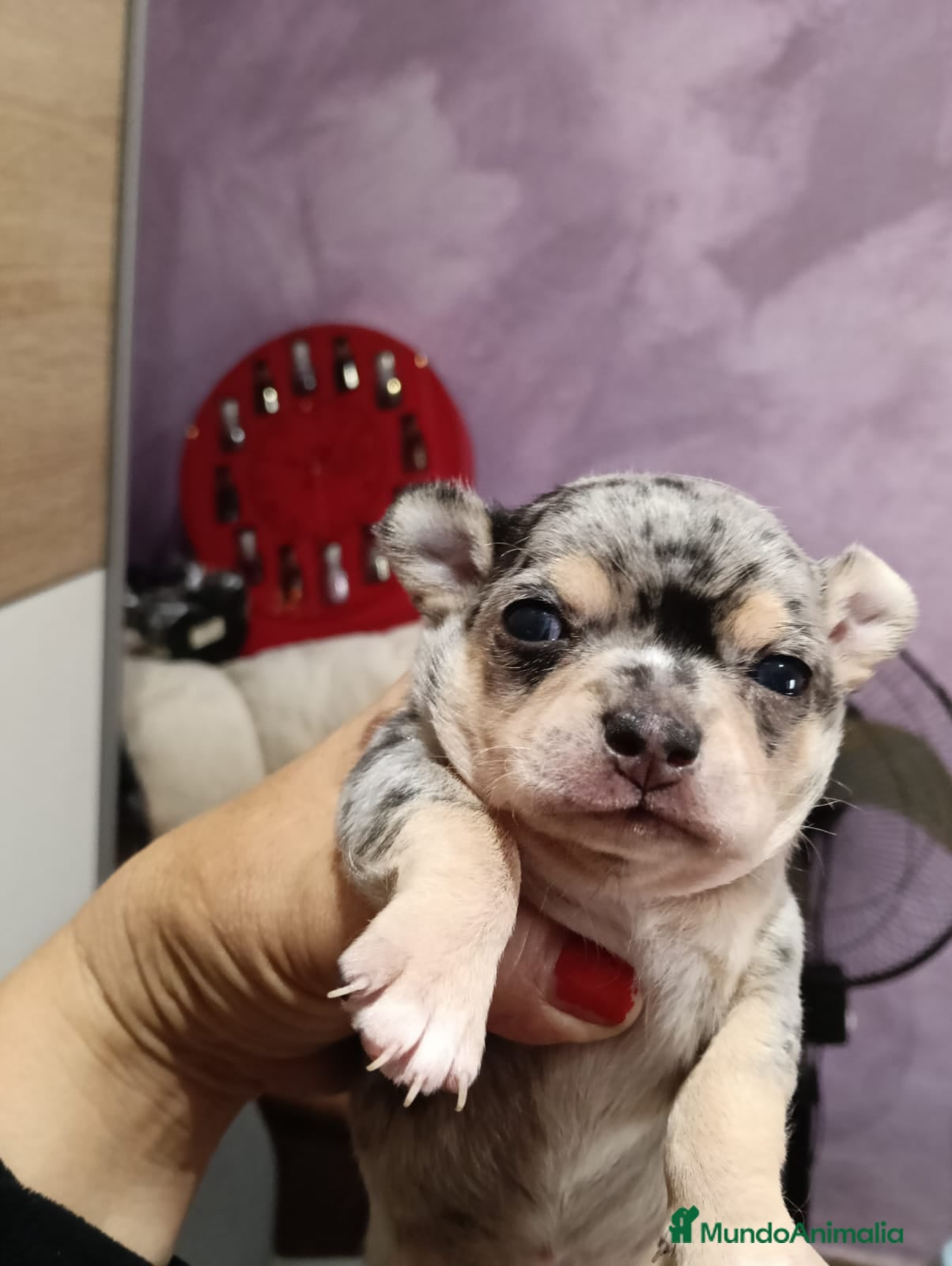 Chihuahua perros Macho chihuahua toys  - Anuncio 3