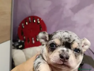 Chihuahua perros Macho chihuahua toys - Anuncio 3