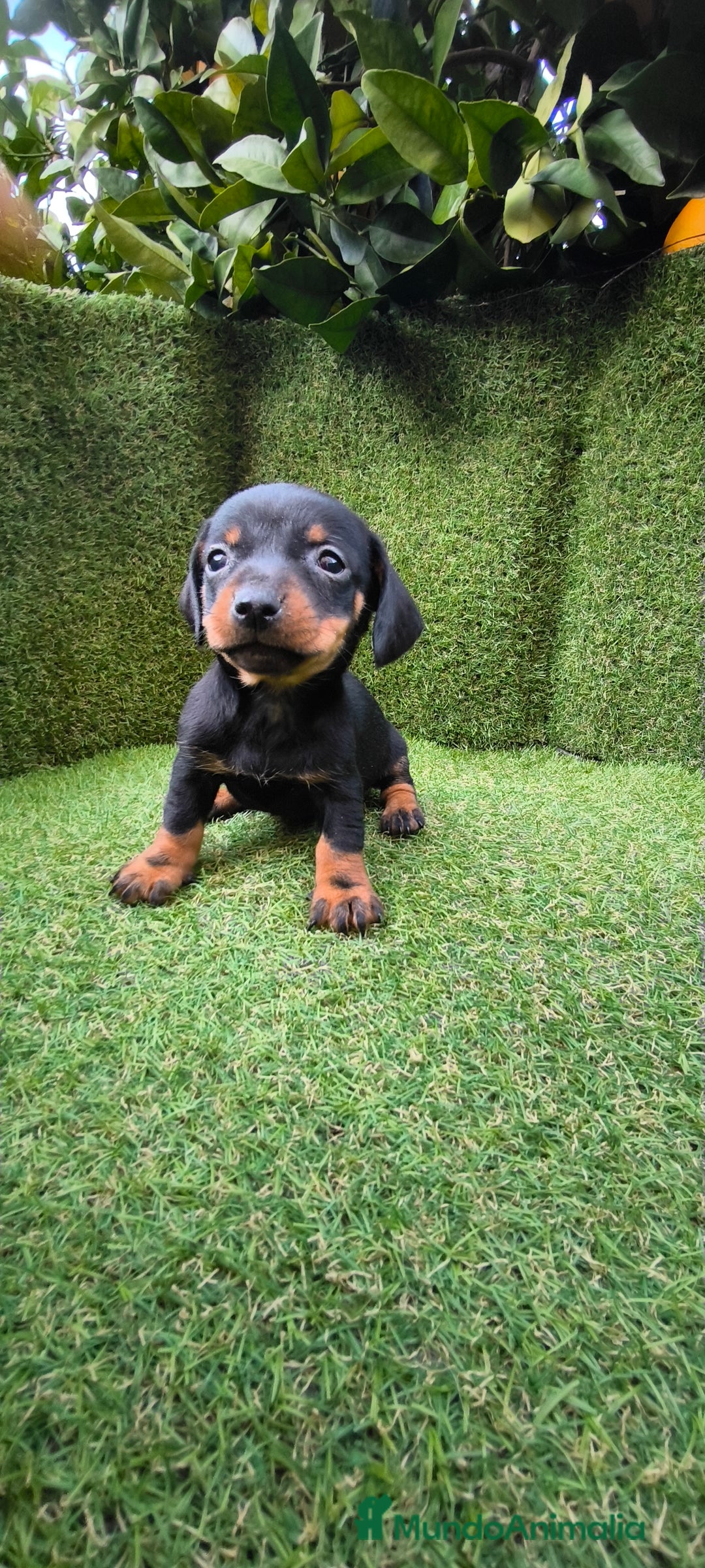 Teckel Miniatura perros en venta: camada teckel arlequín y todos los colores  - Anuncio 37