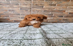 Caniche Enano perros en venta: Macho rojo pimentón  - Imagen 3