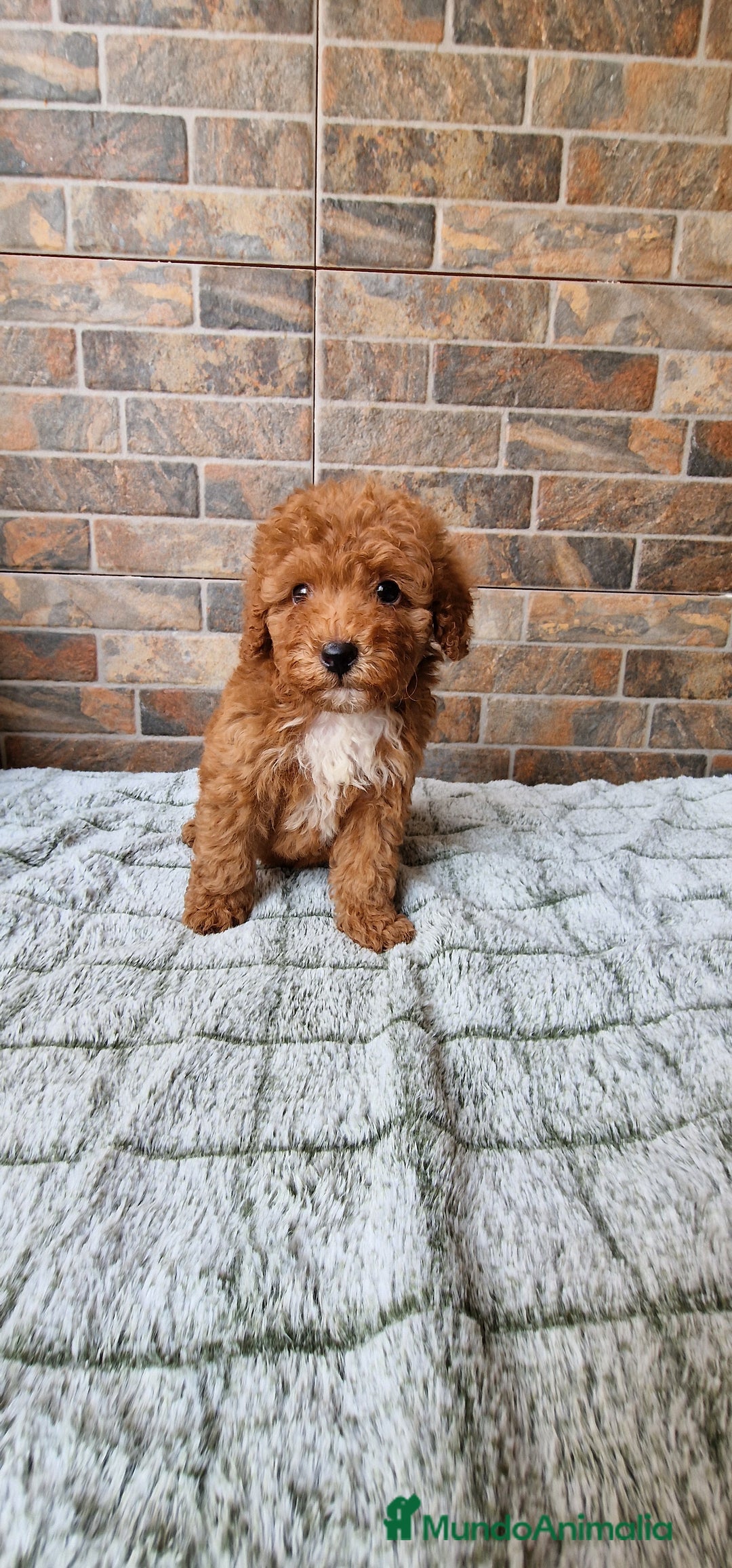 Caniche Enano perros en venta: Macho rojo pimentón  - Imagen 3