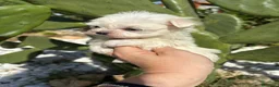 Bichón Maltés perros en venta: Bichon Maltés líneas coreanas  - Anuncio 2
