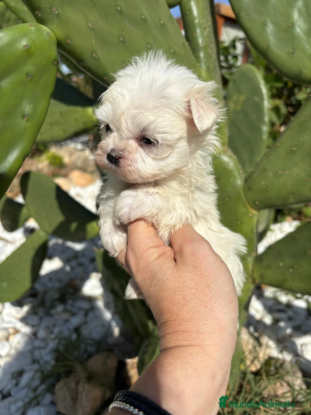 Bichón Maltés perros en venta: Bichon Maltés líneas coreanas  - Anuncio 2