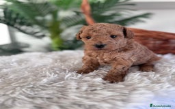 Caniche Toy perros en venta: CANICHE TOY MACHO - Anuncio 3