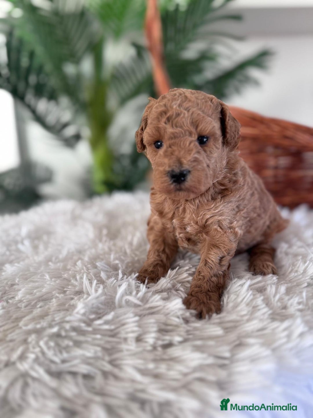 Caniche Toy perros en venta: CANICHE TOY MACHO - Anuncio 3