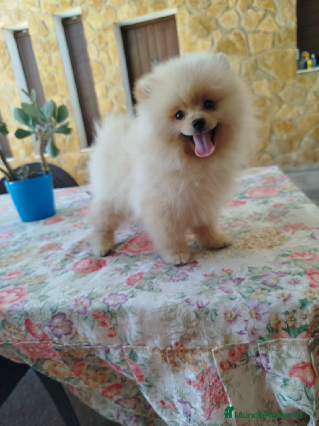 Pomerania perros en venta: Pomerania  - Imagen 4