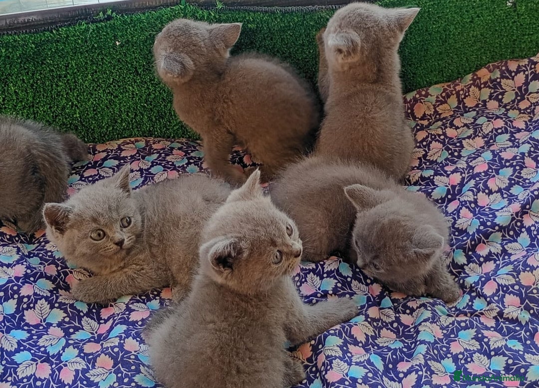 Británico de Pelo Corto Azul gatos en venta: British Shorthair  - Imagen 1