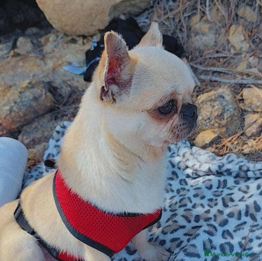 Chihuahua perros en venta: Chihuahua toy colores exóticos pelo largo y corto  - Imagen 12
