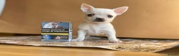Chihuahua perros en venta: Chihuahua puppy  en Ciudad Real - Anuncio 8