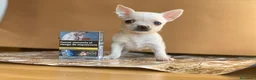 Chihuahua perros en venta: Chihuahua puppy  en Ciudad Real - Anuncio 8