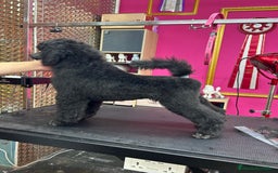 Caniche Gigante perros en venta: Caniche gigante  - Imagen 2