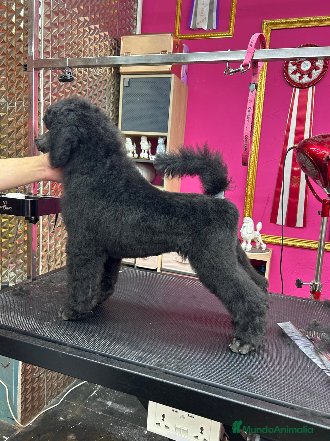 Caniche Gigante perros en venta: Caniche gigante  - Imagen 2
