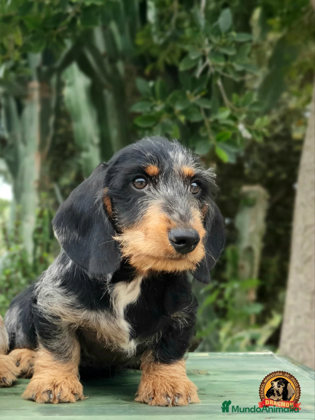 Imagen de galería {{count}}