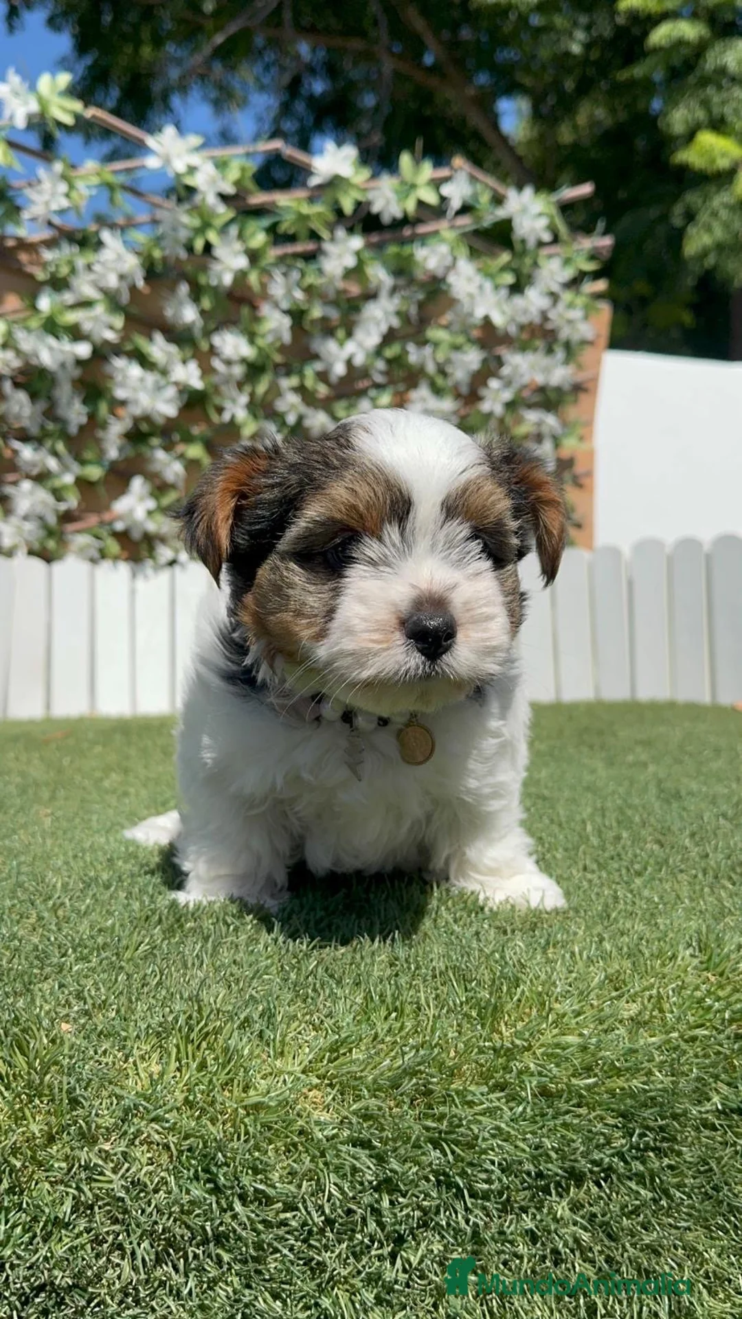 Yorkshire Terrier perros en venta: YORKSHIRE BIEWER HEMBRA - Anuncio 20