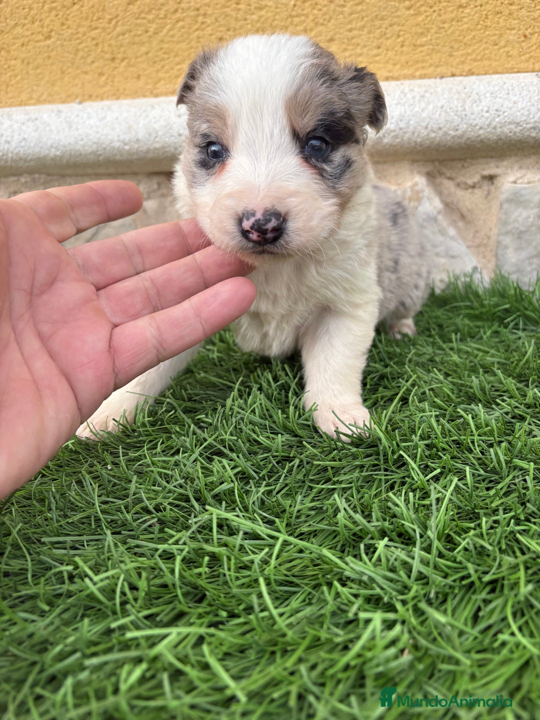 Border Collie perros en venta: Border Collie macho Merle precioso - Anuncio 15