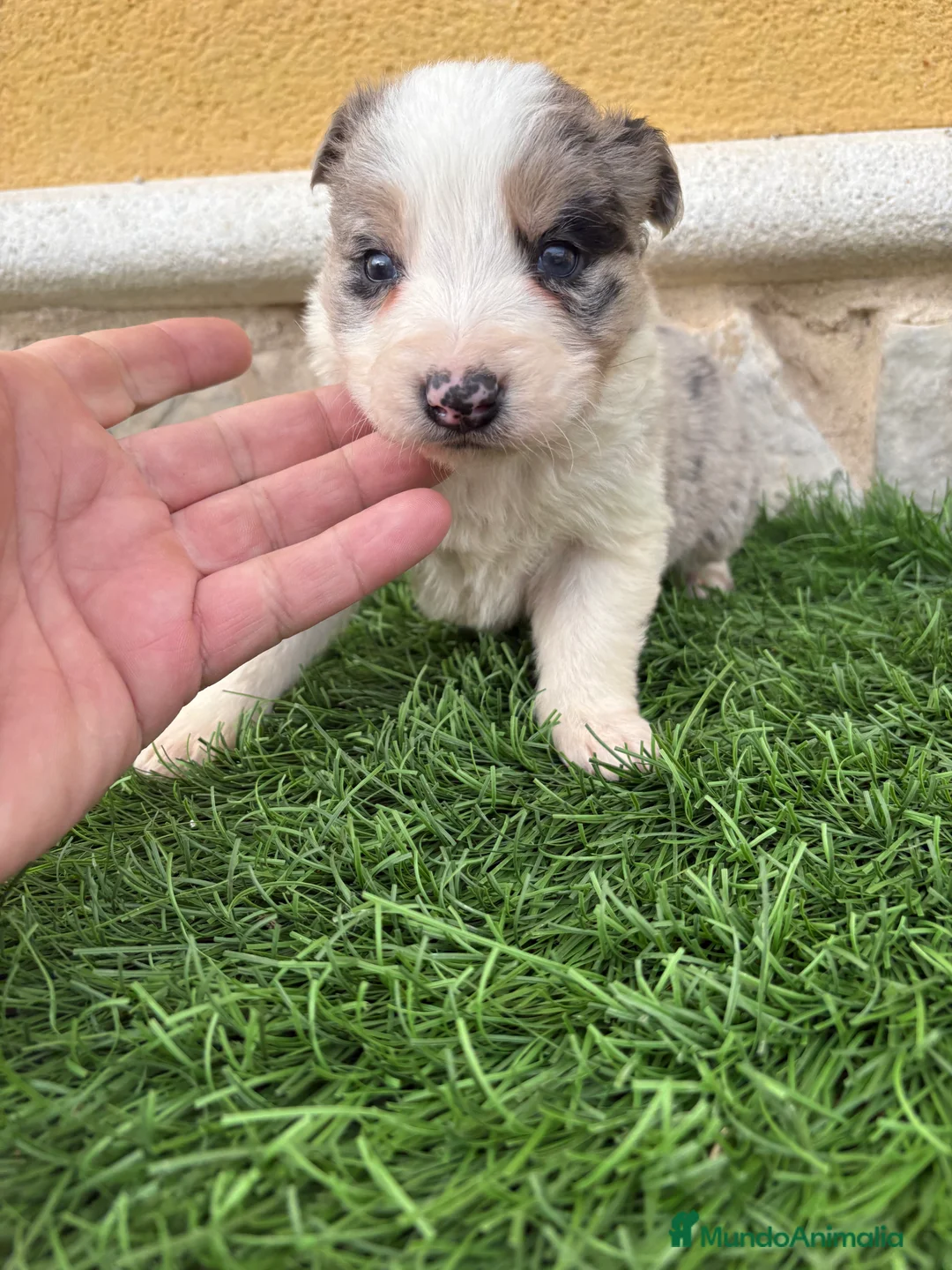 Border Collie perros en venta: Border Collie macho Merle precioso - Anuncio 15