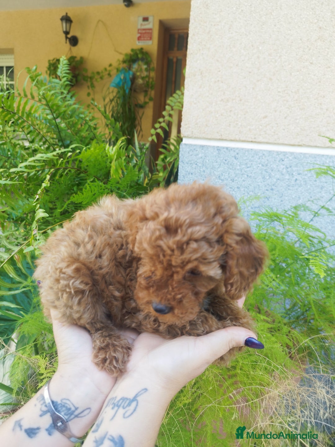 Caniche Toy perros en venta: CANICHES ROJOS EXCLUSIVOS  - Anuncio 3