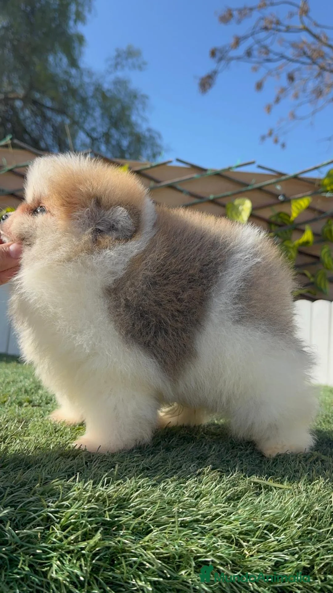 Pomerania perros en venta: POMERANIA MACHO - Anuncio 5