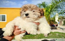 Raza Mixta perros en venta: Cachorritas malvi - Anuncio 4