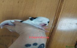 Chihuahua perros en venta: CHIHUAHUAS TOYS CALIDAD Y SELECCIÓN  - Imagen 6