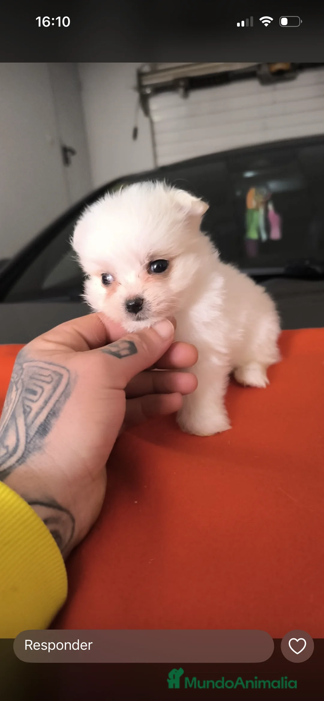 Maltipom perros en venta: PRECIOSA PAREJA DE MALTIPOM - Anuncio 1