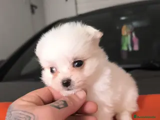 Maltipom perros PRECIOSA PAREJA DE MALTIPOM - Anuncio 8