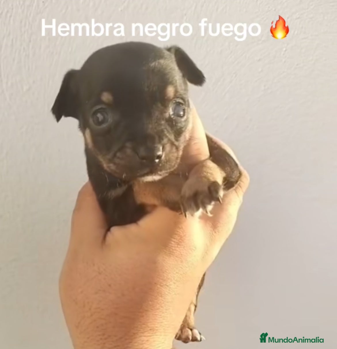 Chihuahua perros Hembra negro fuego  - Anuncio 26