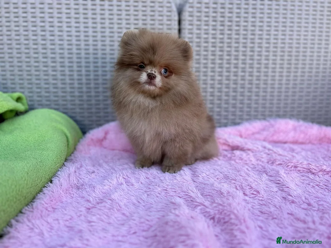 Pomerania perros en venta: Lulú de pomerania calidad - Anuncio 2