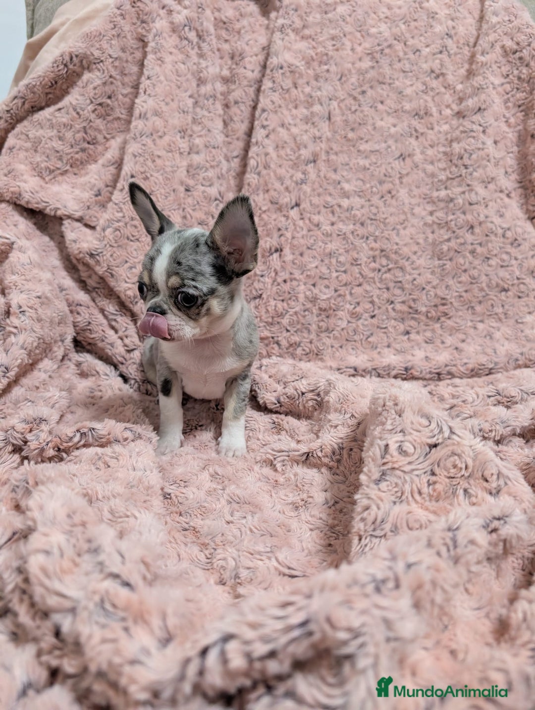 Chihuahua perros en venta: Chihuahua calidad show  - Anuncio 3