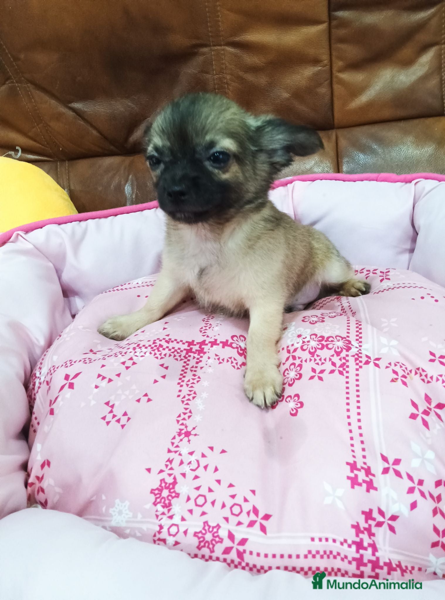 Chihuahua perros Chihuahua TOY - Anuncio 32