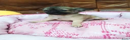 Chihuahua perros en venta: Chihuahua TOY - Anuncio 1