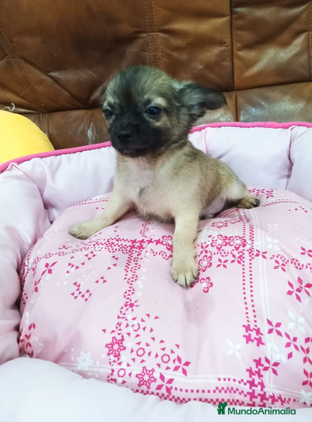 Chihuahua perros en venta: Chihuahua TOY - Anuncio 1